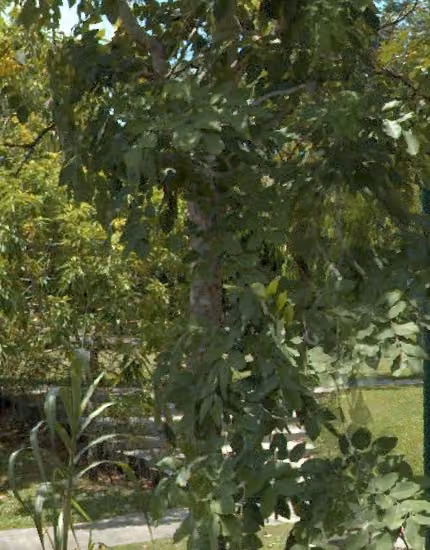 tree photo
