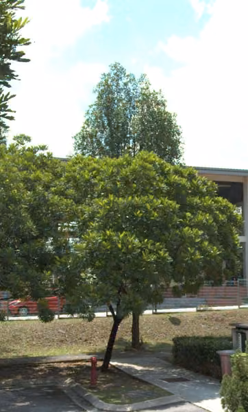 tree photo