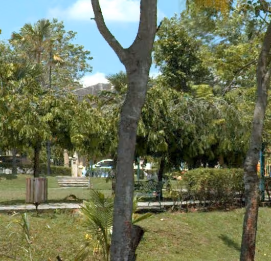 tree photo