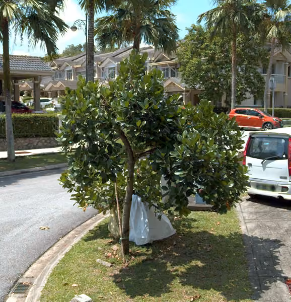 tree photo