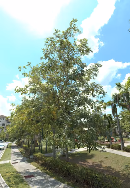 tree photo