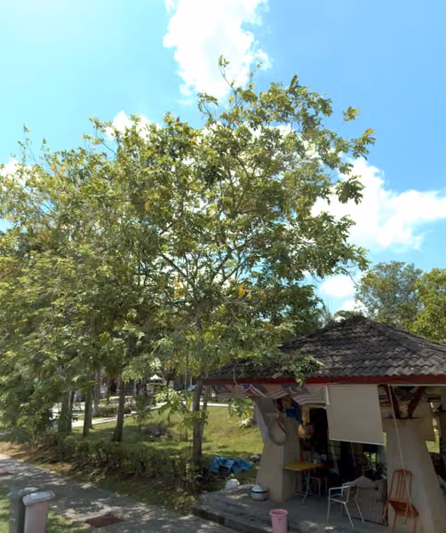 tree photo