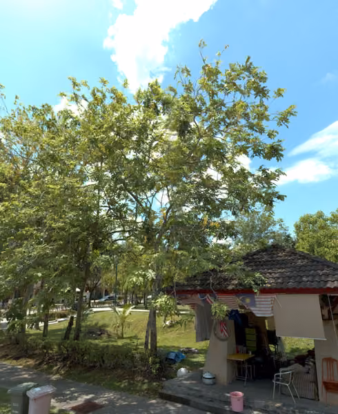 tree photo