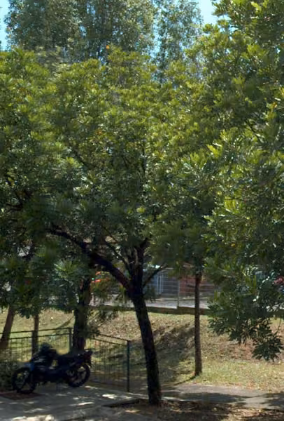 tree photo
