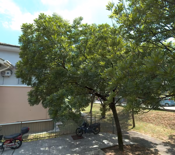tree photo