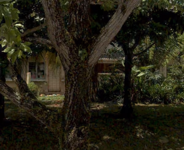 tree photo