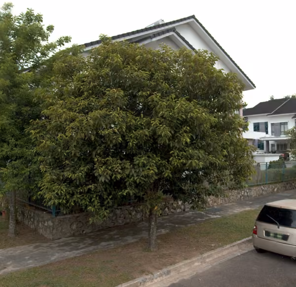 tree photo