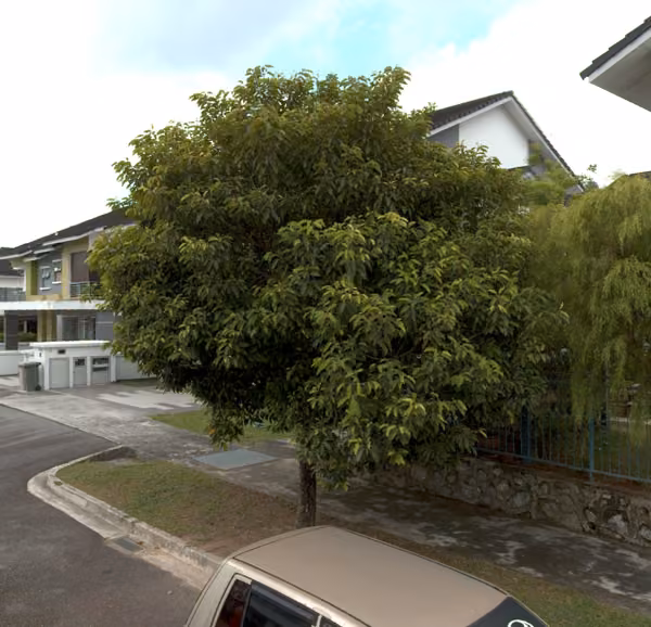 tree photo