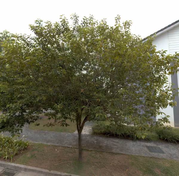 tree photo
