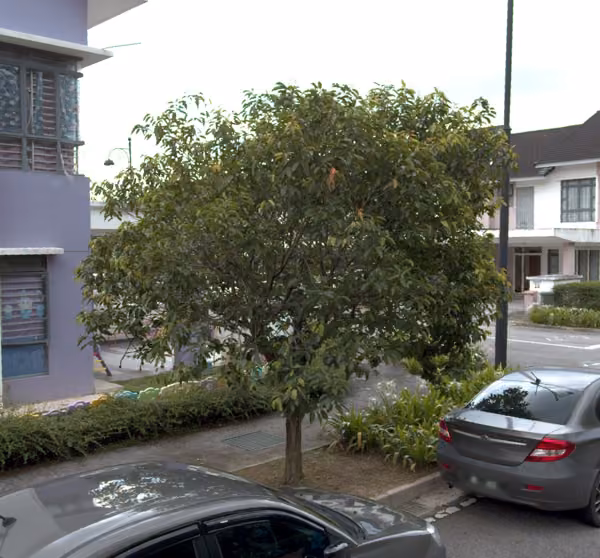 tree photo