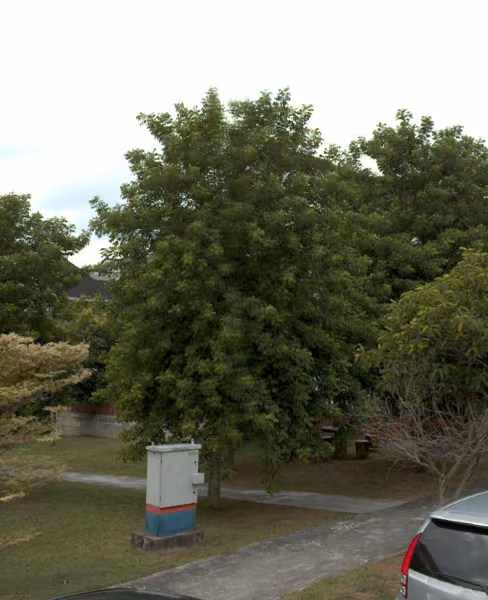 tree photo