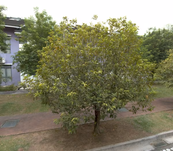 tree photo