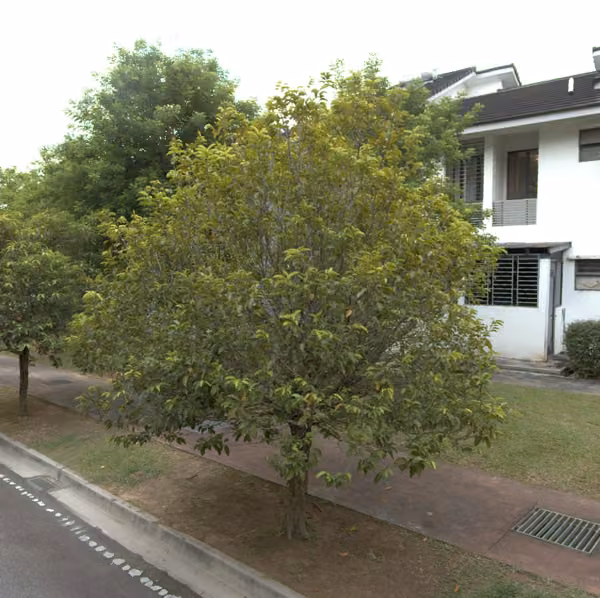 tree photo