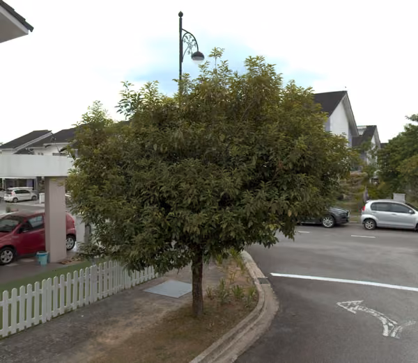 tree photo