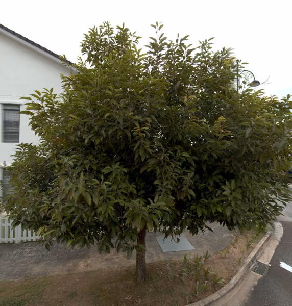 tree photo