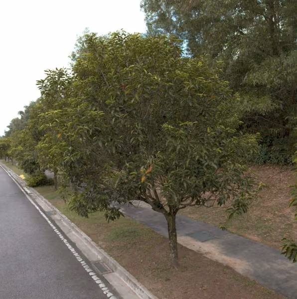 tree photo