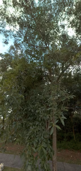 tree photo