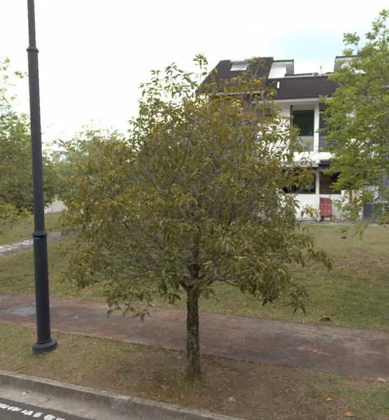 tree photo
