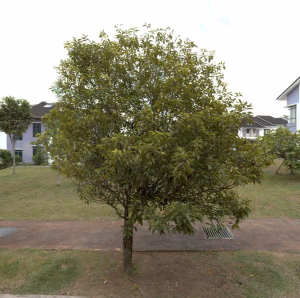 tree photo