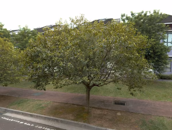 tree photo
