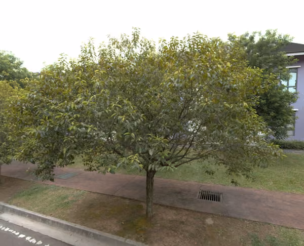 tree photo