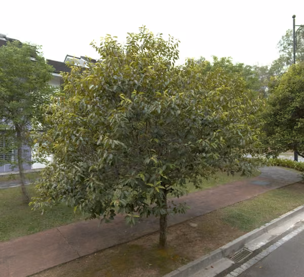 tree photo