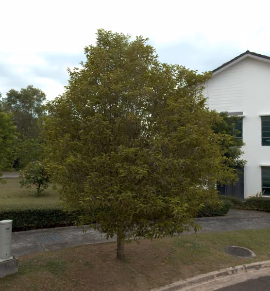 tree photo