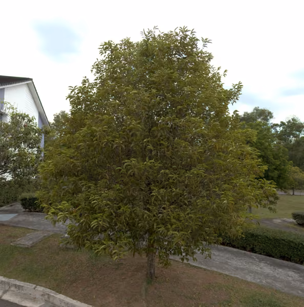 tree photo