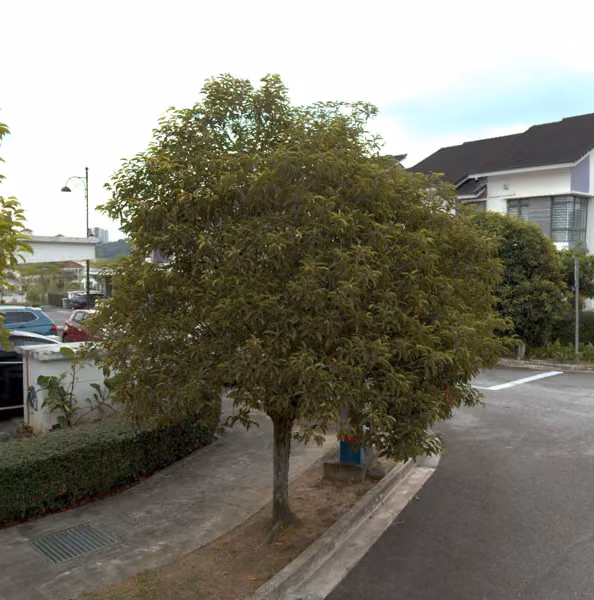 tree photo