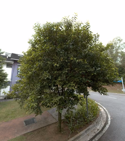 tree photo