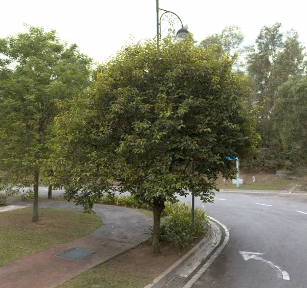 tree photo