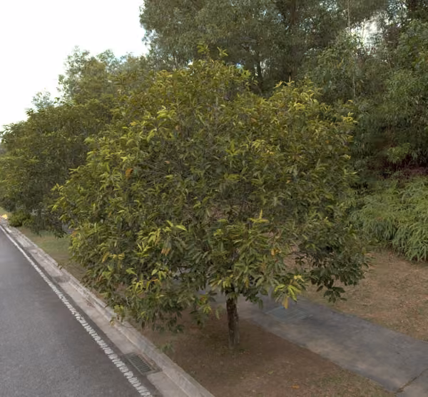 tree photo