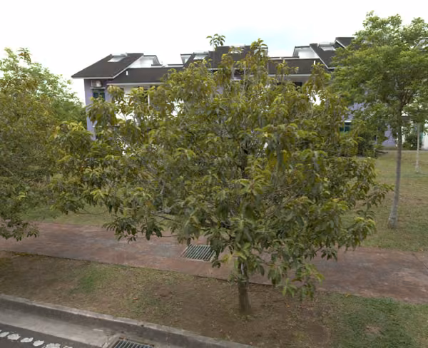 tree photo