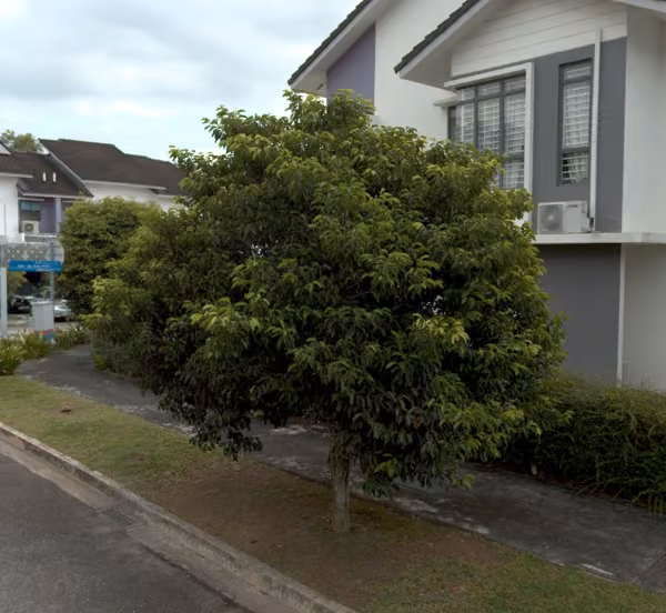 tree photo