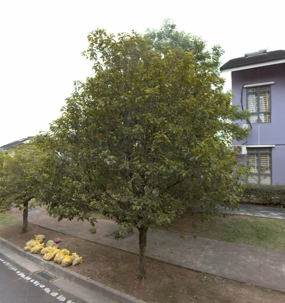 tree photo
