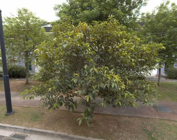tree photo