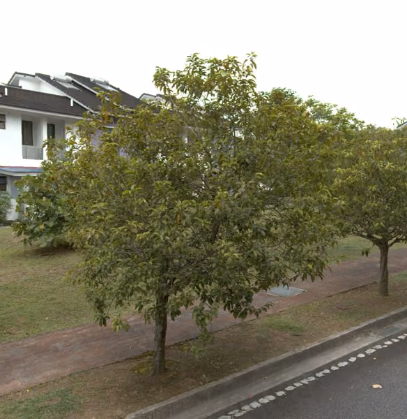 tree photo