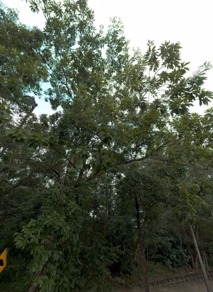tree photo