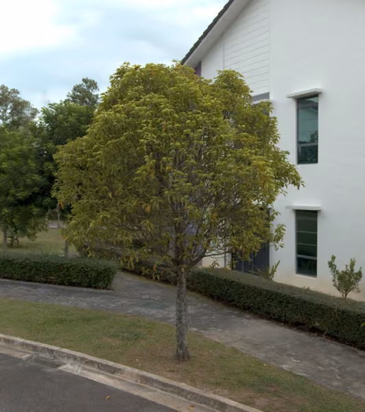 tree photo
