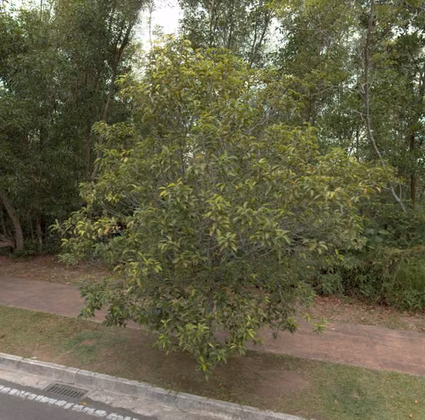 tree photo