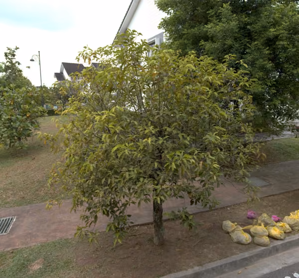 tree photo