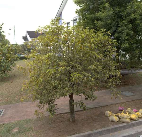 tree photo