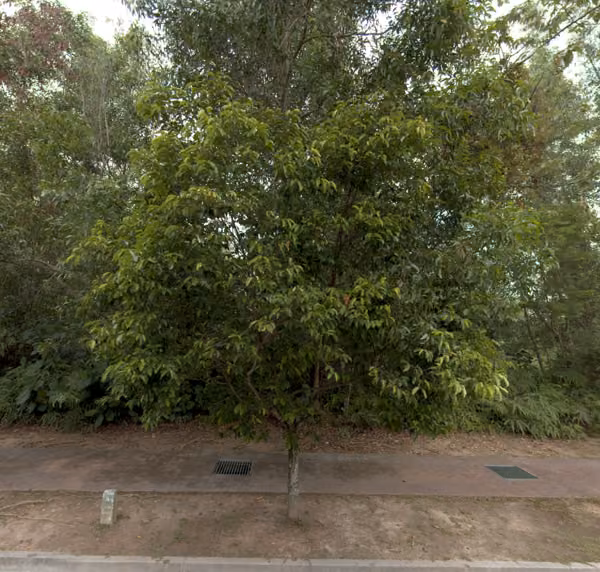 tree photo