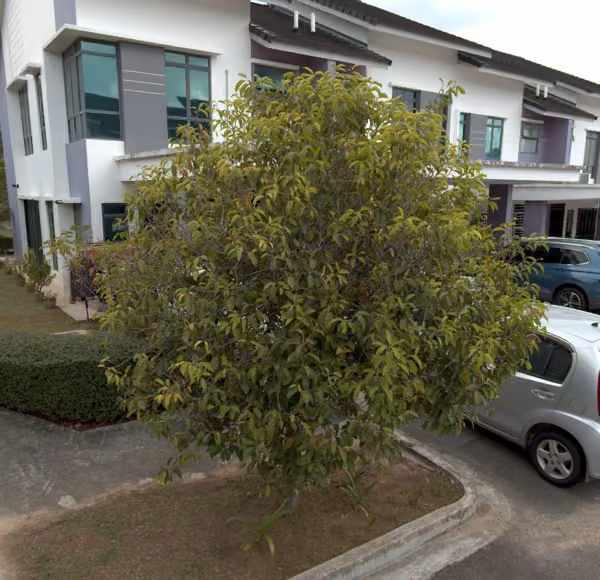 tree photo