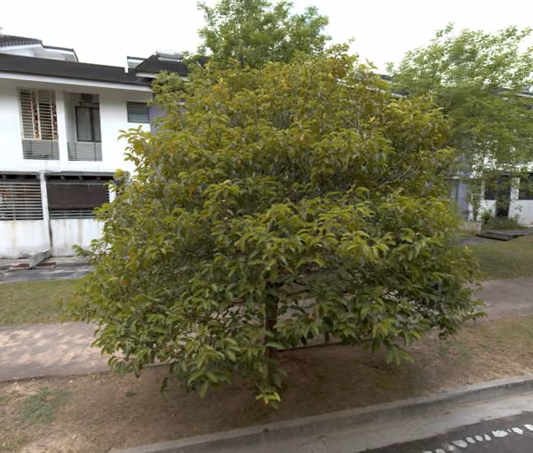 tree photo