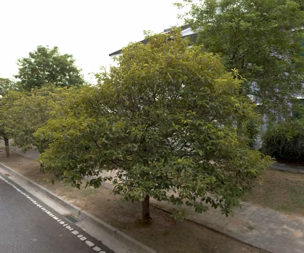 tree photo