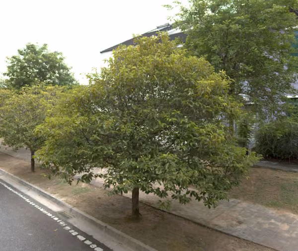 tree photo