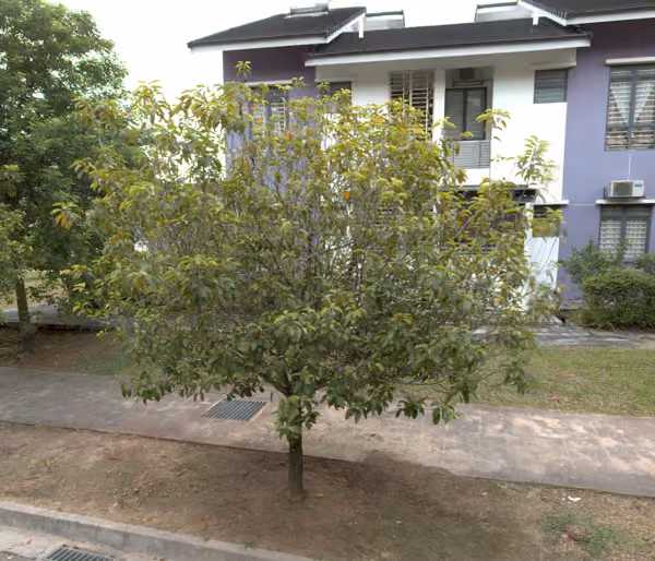 tree photo