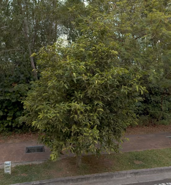 tree photo