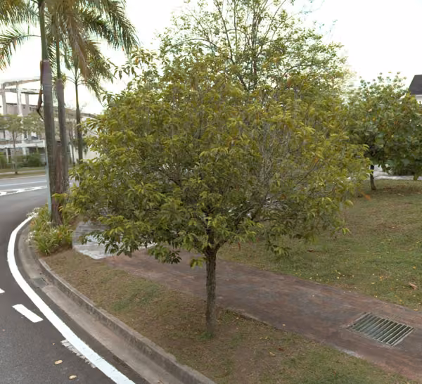 tree photo